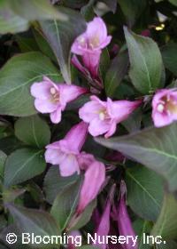 Weigela florida 'Java Red'